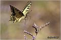 022_swallowtail