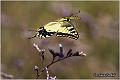 023_swallowtail