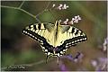 024_swallowtail