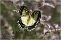 026_swallowtail