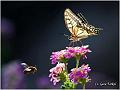 027_swallowtail