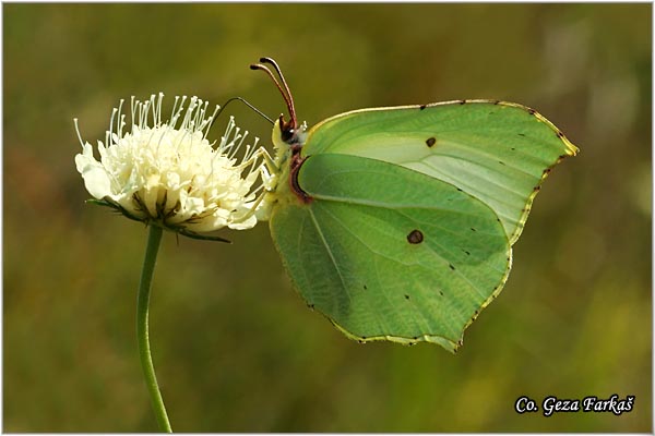 000_brimstone.jpg - Brimstone, Gonepteryx rhamni, Limunovac, Mesto - Location: Fruska Gora, Serbia