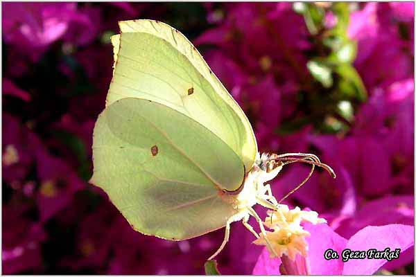 001_brimstone.jpg - Brimstone, Gonepteryx rhamn, Limunovac, Mesto - Location: Herceg Novi, Montenegro