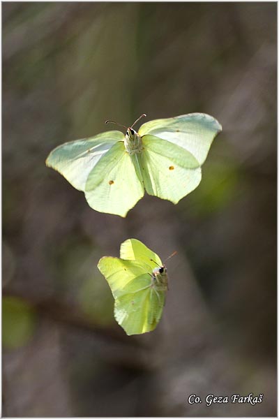 002_brimstone.jpg - Brimstone, Gonepteryx rhamni, Limunovac, Mesto - Location: Fruska Gora, Serbia