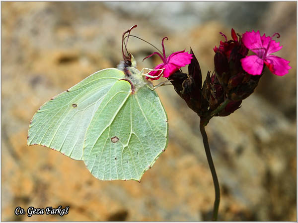 003_brimstone.jpg - Brimstone, Gonepteryx rhamni, Limunovac, Mesto - Location: Mokra gora, Serbia