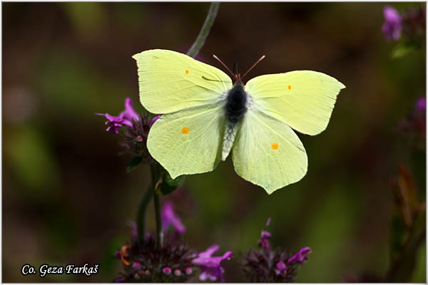 004_brimstone.jpg - Brimstone, Gonepteryx rhamni, Limunovac, Mesto - Location: Mokra gora, Serbia