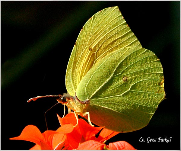 053_cleopatra.jpg - Cleopatra, Gonopteryx cleopatra, Mesto - Location: Corfu, Grece