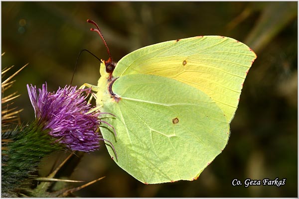 054_cleopatra.jpg - Cleopatra, Gonopteryx cleopatra, Mesto - Location: Skiathos, Grece