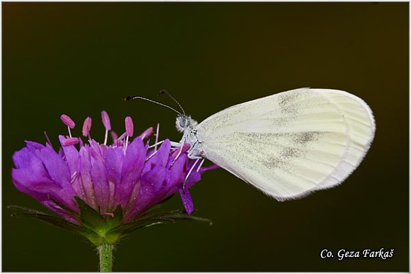 157_wood_white.jpg - Wood White, Leptidea sinapis,GoruÅ¡iÄin belac, Mesto - Location: Tara, Serbia