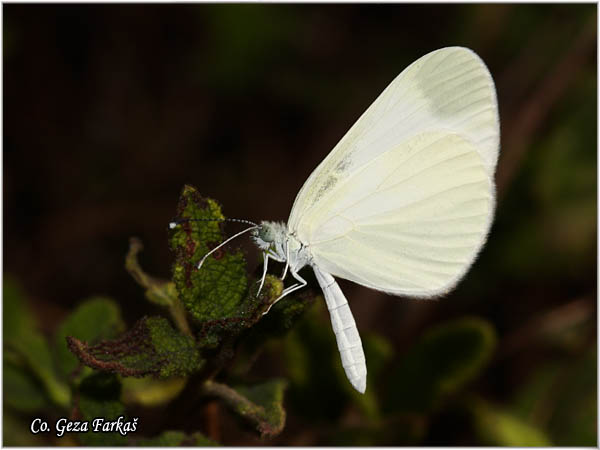 158_wood_white.jpg - Wood White, Leptidea sinapis, GoruÅ¡iÄin belac, Mesto - Location: Herzeg Novi, Montenegro