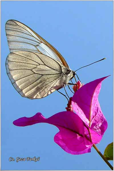 209_black_veined_white.jpg - Butterflies Black veined white, Aporia crataegi, Glogovac, Mesto - Location: Herceg Novi, Montenegro