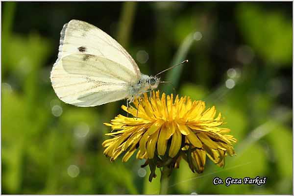 227_green-veined_white.jpg - Green-veined White, Pieris napi, ilicasti kupusar, Mesto - Location: Fruka Gora Strazilovo, Serbia