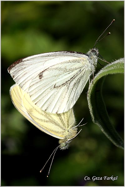 229_green-veined_white.jpg - Green-veined White, Pieris napi, ilicasti kupusar, Mesto - Location: Fruka Gora Strazilovo, Serbia