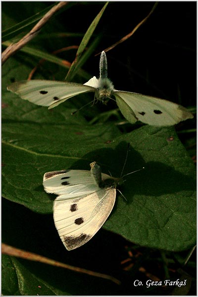 255_small_white.jpg - Small White, Pieris rapae, Mali kupusar, Mesto - Location: Novi Sad, Serbia