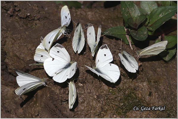 256_small_white.jpg - Small White, Pieris rapae, Mali kupusar, Mesto - Location: Novi Sad, Serbia