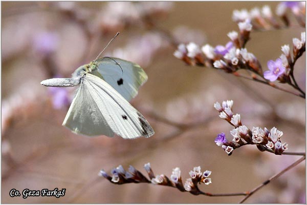 257_small_white.jpg - Small White, Pieris rapae, Mali kupusar, Mesto - Location: Skhiatos, Greece