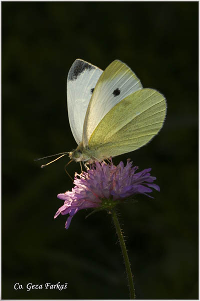 258_small_white.jpg - Small White, Pieris rapae, Mali kupusar, Mesto - Location: Mokra gora, Serbia