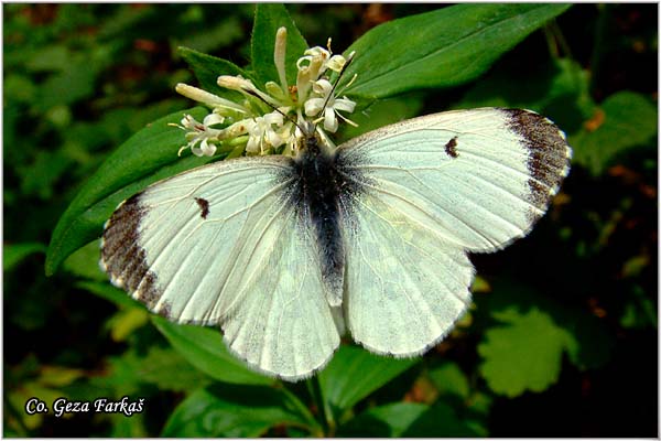 300_orange-tip.jpg - Orange-tip, Anthocharis cardamines, Zorica, Location: Fruka Gora, Serbia