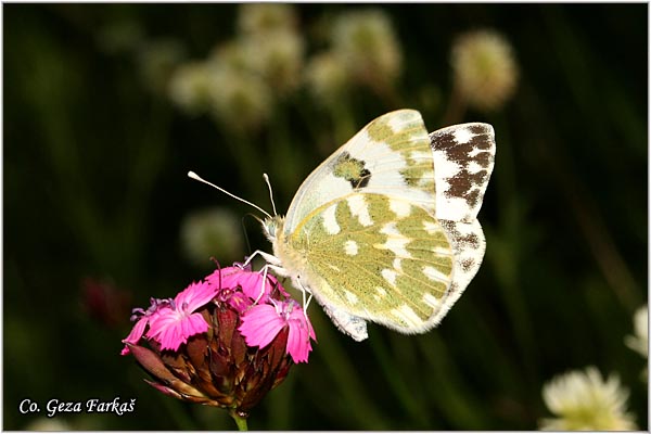 323_eastern_bath_white.jpg - Eastern Bath White, Pontia edusa, Zeleni kupusar, Mesto - Location: Fruska Gora, Serbia