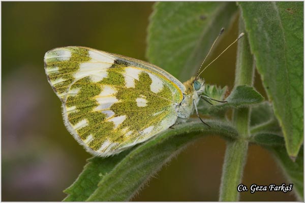 324_eastern_bath_white.jpg - Eastern Bath White, Pontia edusa, Zeleni kupusar, Mesto - Location: Koviljski rit, Serbia