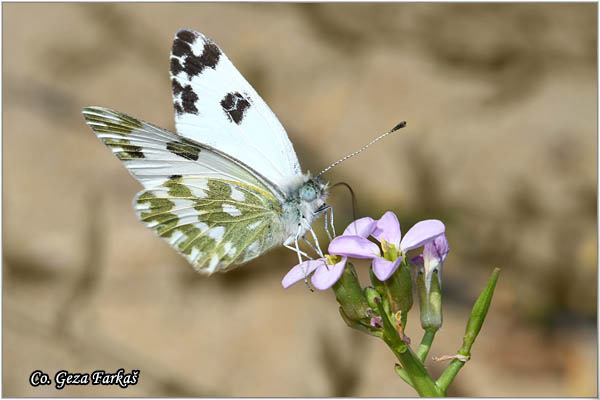 325_eastern_bath_white.jpg - Eastern Bath White, Pontia edusa, Zeleni kupusar, Mesto - Location: Skihatos, Greece