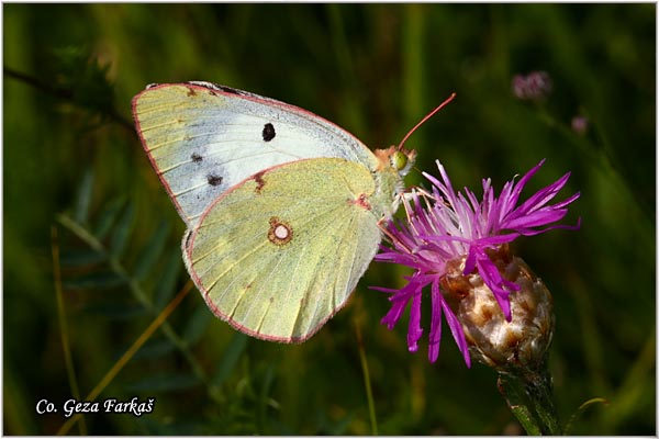 435_eastern_pale_clouded_yellow.jpg - Eastern Pale Clouded Yellow, Colias erate, Stepski utac, Mesto - Location: Novi Sad, Serbia