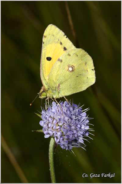 540_clouded_yellow.jpg - Clouded yellow, Colias croceus, Safranovac, Mesto - Location: Uvac, Serbia