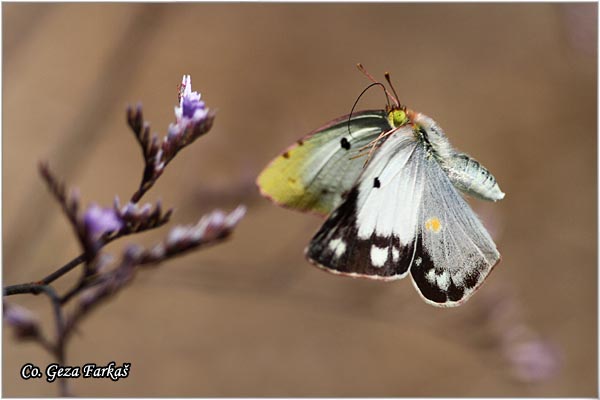 543_clouded_yellow.jpg - Clouded yellow, Colias croceus, afranovac, Mesto - Location: Skhiatos, Greece