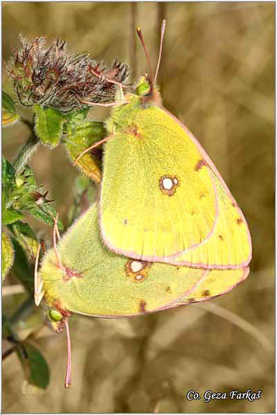 600_pale_clouded_yellow.jpg - Pale Clouded Yellow, Colias hyale, Zlatni postar,  Mesto - Location: Fruska Gora, Serbia