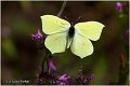 004_brimstone