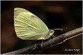 105_large_white