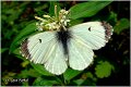 300_orange-tip