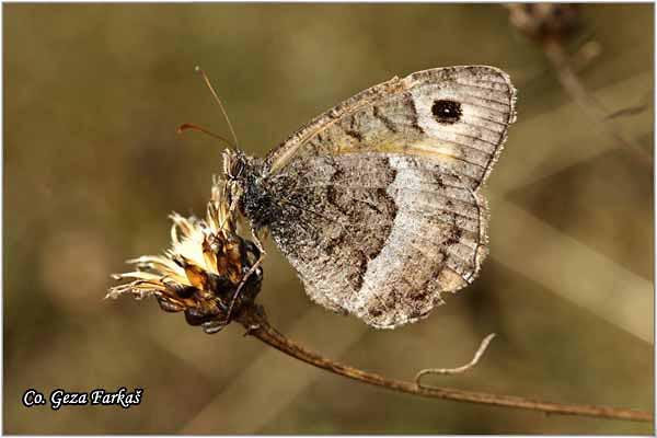 001_false_grayling.jpg - False Grayling, Arethusana arethusa, Jesenji livadar, Mesto - Location: Uvac, Srbija