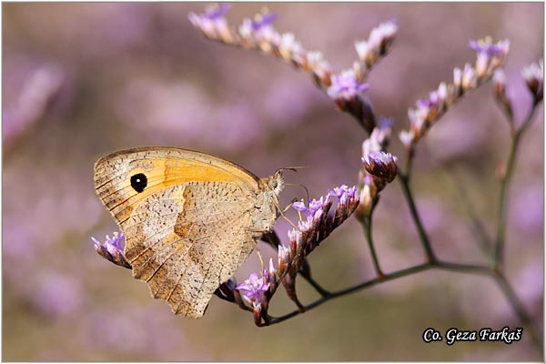 072_meadow_brown.jpg - Meadow brown, Maniola jurtina, Volovsko oko, Location: Skhiatos, Greece