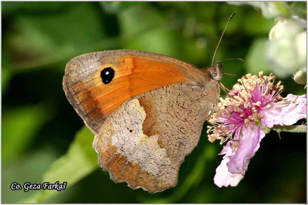 073_meadow_brown.jpg - Meadow brown, Maniola jurtina, Volovsko oko, Mesto - Location: Fruska Gora, Serbia