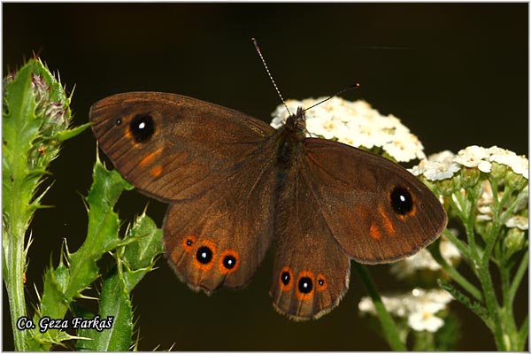 104_maera.jpg - Maera or  Large Wall Brown, Lasiommata maera,  Veliki oka, Mesto - Location: Han pjesak, Bosnia and Herzegovina