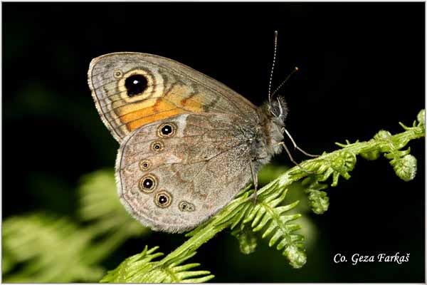 105_maera.jpg - Maera or  Large Wall Brown, Lasiommata maera,  Veliki okas, Mesto - Location: Tara, Serbia