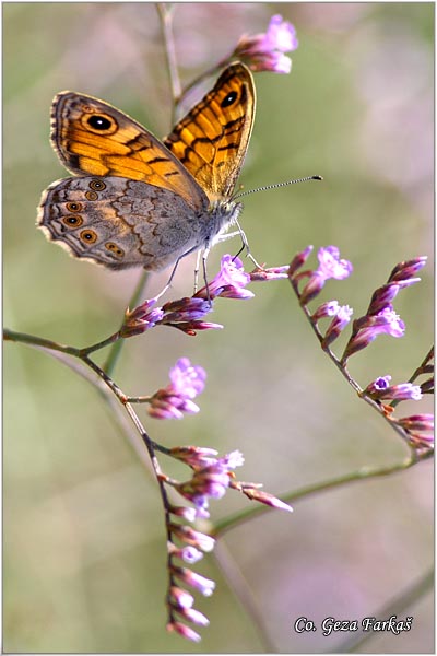 156_wall_brown.jpg - Wall Brown, Lasiommata megera, Zidni oka, Mesto - Location: Skhiatos, Greece