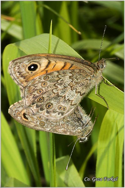 157_wall_brown.jpg - Wall Brown, Lasiommata megera, Zidni oka, Mesto - Location: Fruka Gora, Serbia