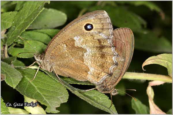 210_dryad.jpg - Dryad, Minois dryas, Modrooki satir, Mesto - Location: Fruska Gora, Serbia