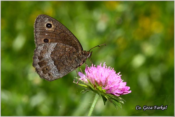 220_great_sooty_satyr.jpg - Great Sooty Satyr, Satyrus ferula, Veliki satir, Mesto - Location: MagliÄ mountine, Bosnia and Herzegovina