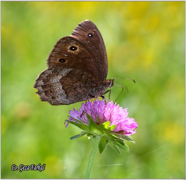 221_great_sooty_satyr.jpg - Great Sooty Satyr, Satyrus ferula, Veliki satir, Mesto - Location: Maglic mountine, Bosnia and Herzegovina