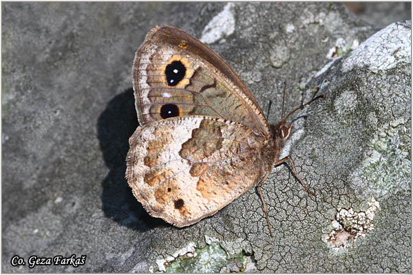 222_great_sooty_satyr.jpg - Great Sooty Satyr, Satyrus ferula, Veliki satir, Mesto - Location: MagliÄ mountine, Bosnia and Herzegovina