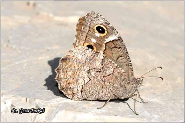 230_freyers_grayling.jpg - Freyer's Grayling, Neohipparchia fatua,  Mesto - Location: Skiathos, Grece