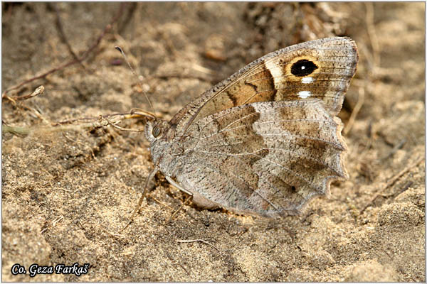 241_tree_grayling.jpg - Tree Grayling, Hipparchia statilinus, Jesenja skrivalica, Location: Deliblatska pescara, Serbia