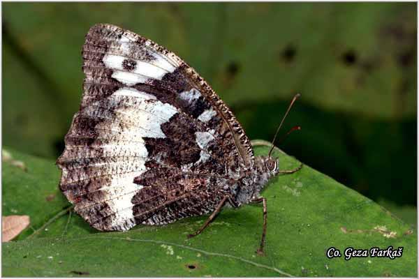 250_great_banded_grayling.jpg - Great Banded Grayling, Kanetisa circe, Sumski vratar  Mesto - Location: Fruska Gora, Serbia