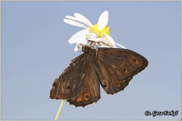 260_delattins_grayling.jpg - Delattinâs Grayling, Hipparchia volgensis,  Balkanska skrivalica, Mesto - Location: Deliblatska pescara, Serbia