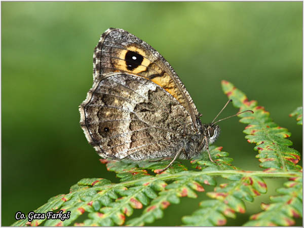 261_delattins_grayling.jpg - Delattinâs Grayling, Hipparchia volgensis,  Balkanska skrivalica, Mesto - Location: Mokra gora, Serbia