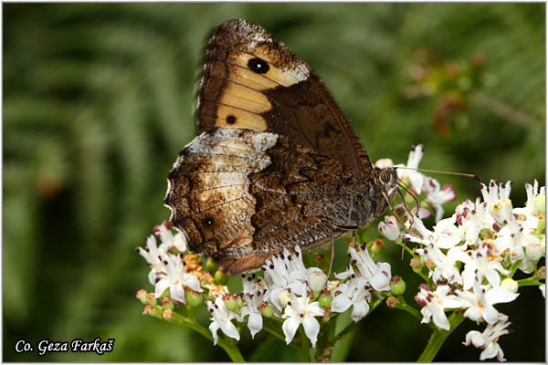 265_woodland_grayling.jpg - Woodland Grayling, Hipparchia fagi, Å umska skrivalica, Location: Mokra gora, Serbia