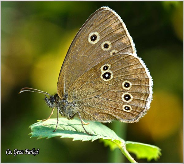 280_ringlet.jpg - Ringlet, Aphantopus hyperantus, Okasti smeda, Location: Fruka Gora - Andrevlje, Serbia